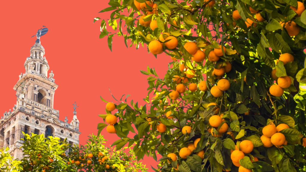orange blossom